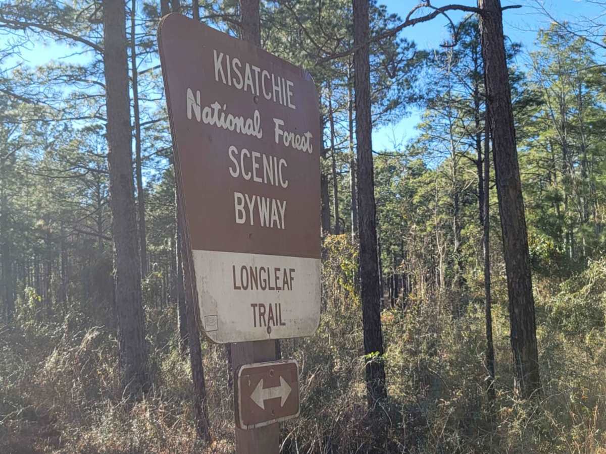Kisatchie National Forest Camp and Trail photo 4