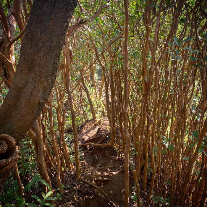 Beginning portion of the ridge climb Near Moanalua Valley Trail