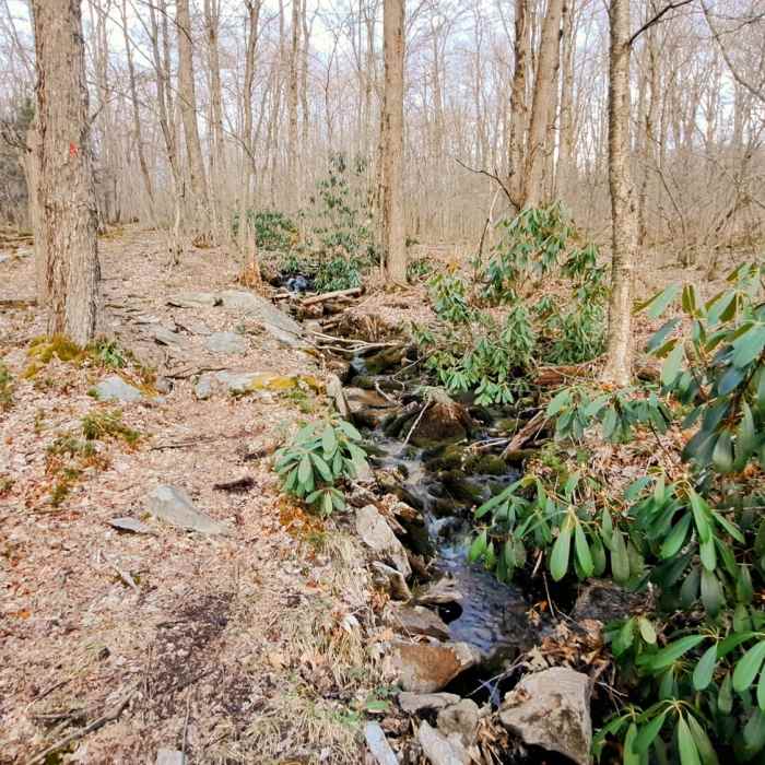 Near Hobblebush Trail