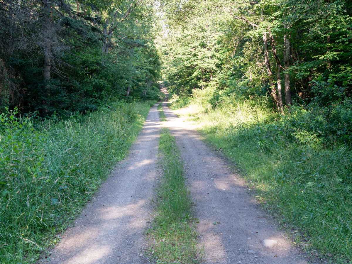 Gordon Forest Road photo 4