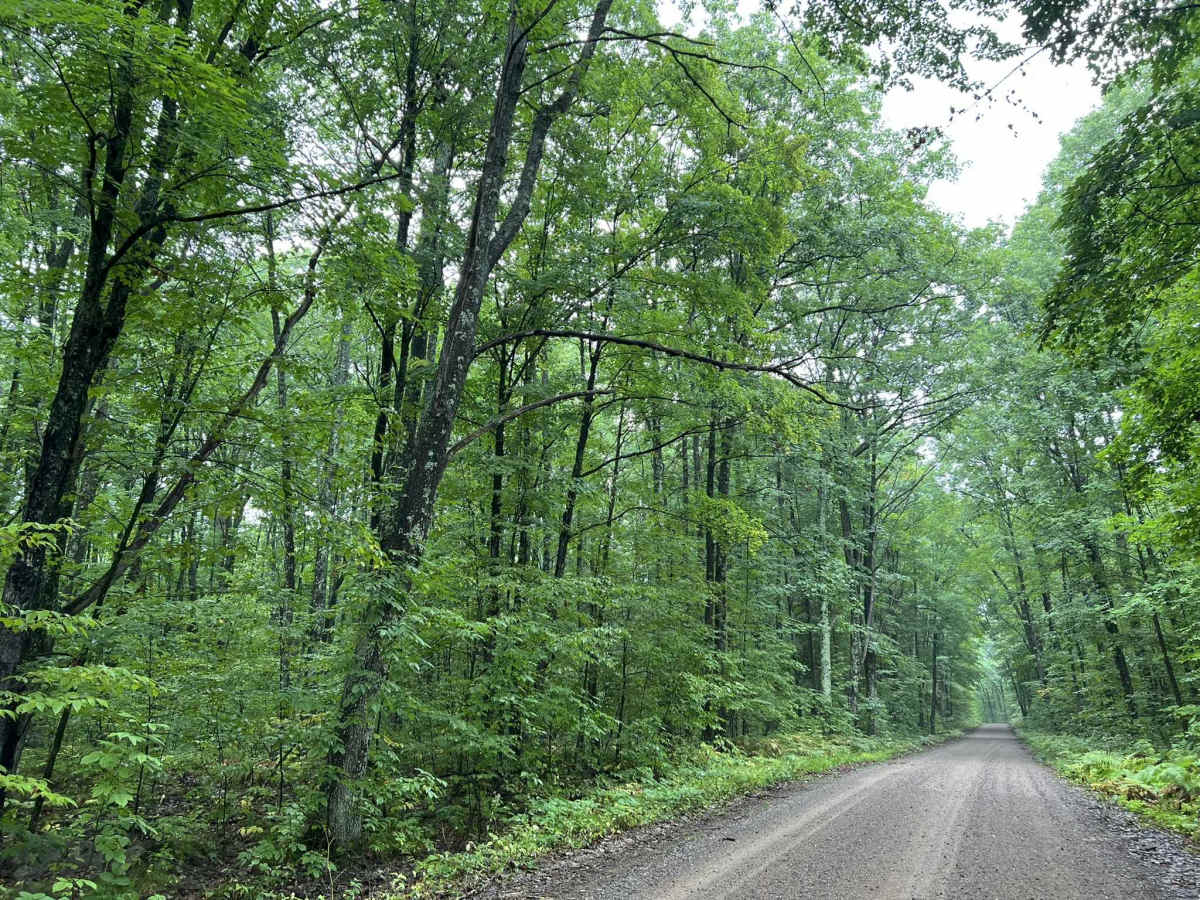 Chickadee Road - FS 2102 photo 5