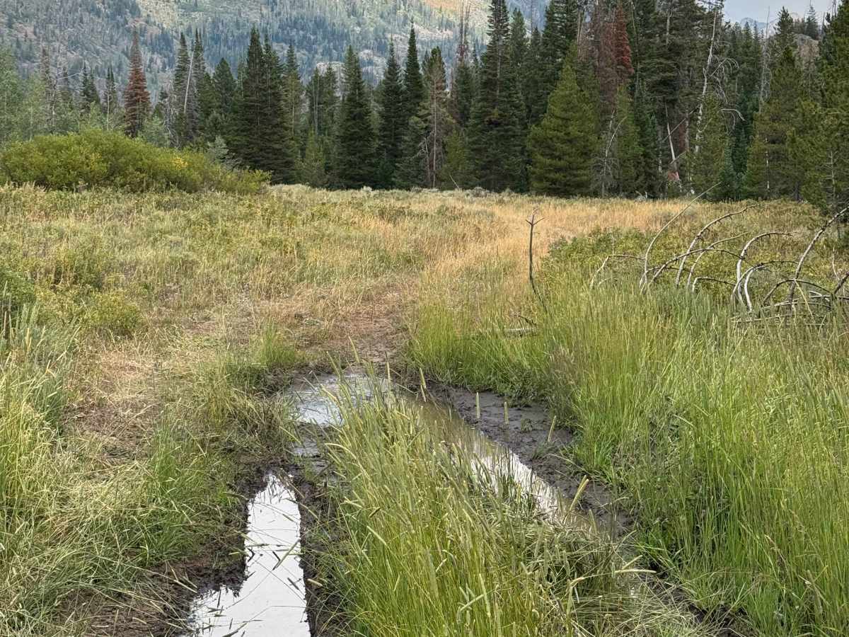 Bowes Mining Road - FS 471 photo 2