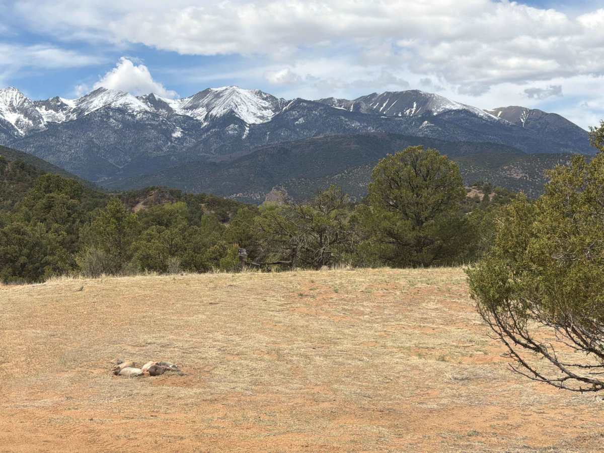BLM 6195A photo 3