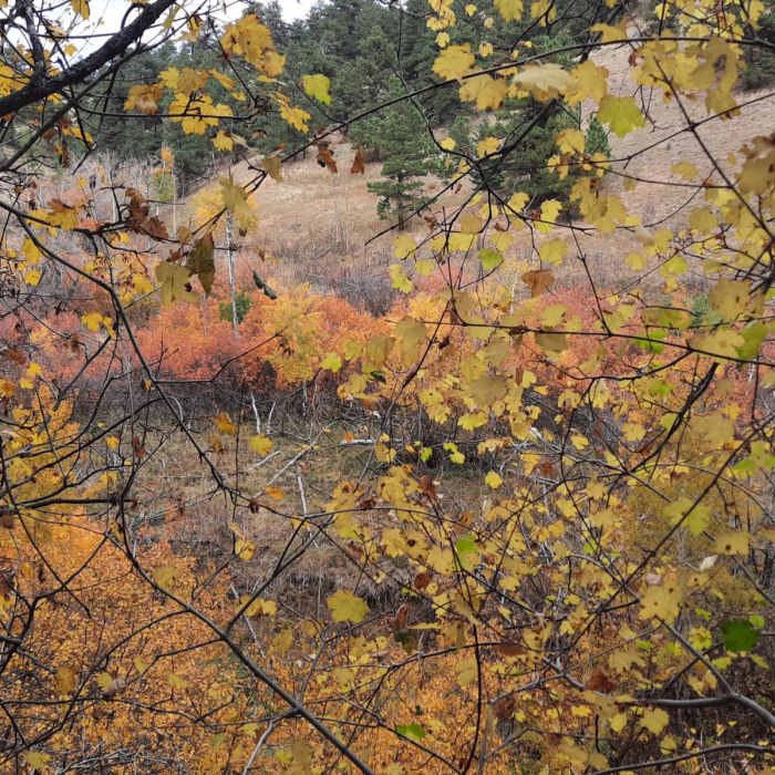 Near Apex + Enchanted Forest Loop