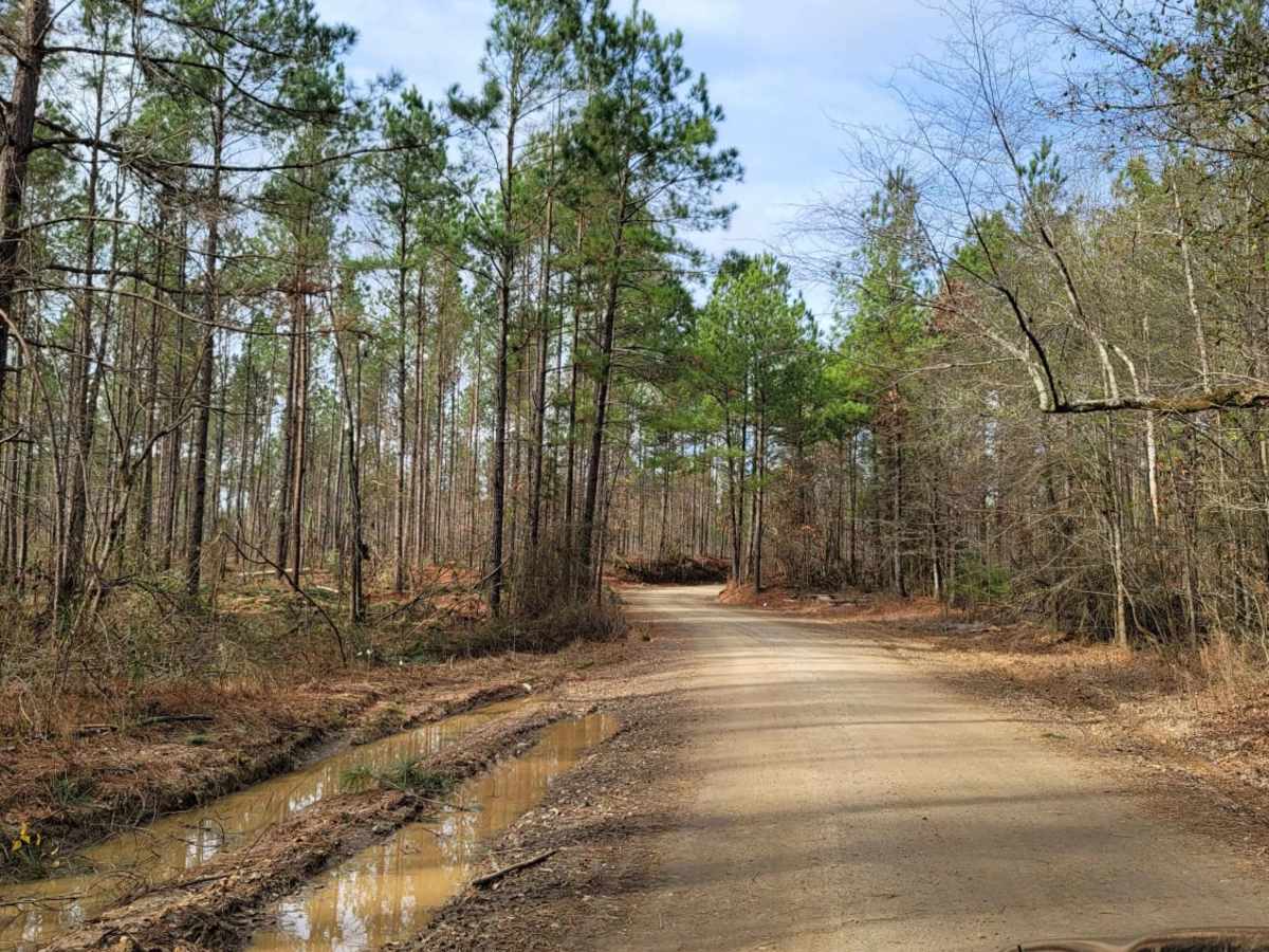 Enter Bodcau Wildlife Management Area photo 2