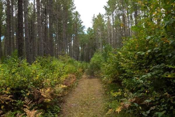 Rabbit Lake - FS 910