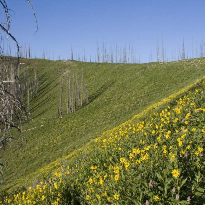 Near Picket Mountain Trail