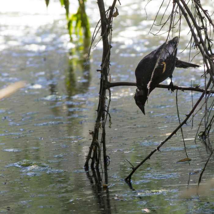 Near Dr. Rod Coler Audubon Nature Trail