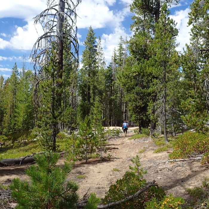 Near Yamsay Mountain Trail #3799