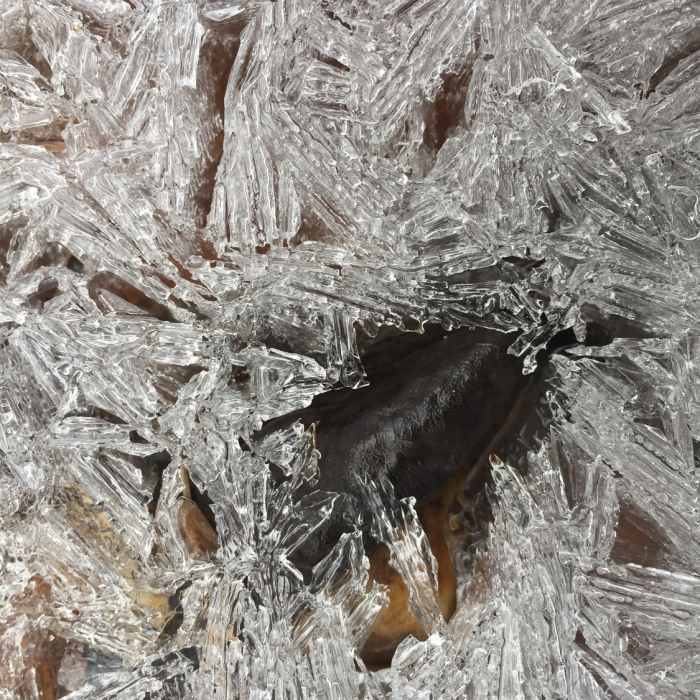 Near Farms to Forest Complete Loop