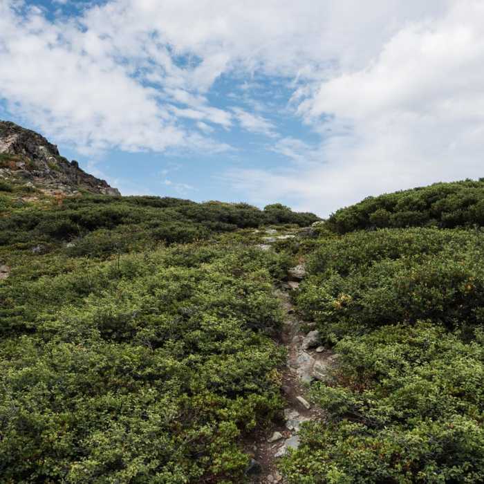 Near Castle Lake Overlook
