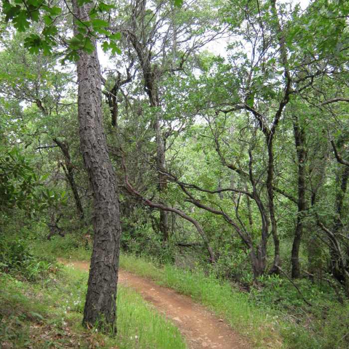 Near Foresthill Divide Loop