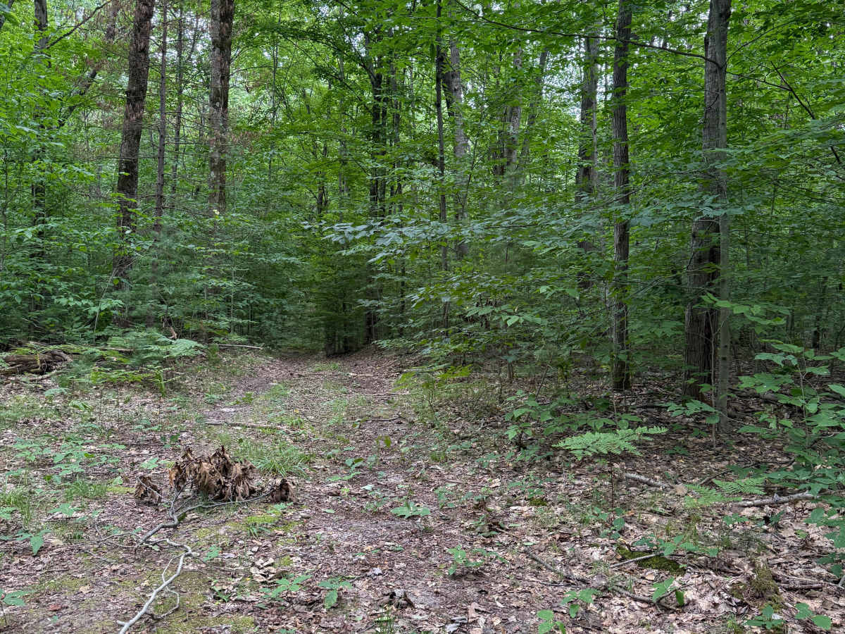 NFS 5473 photo 4