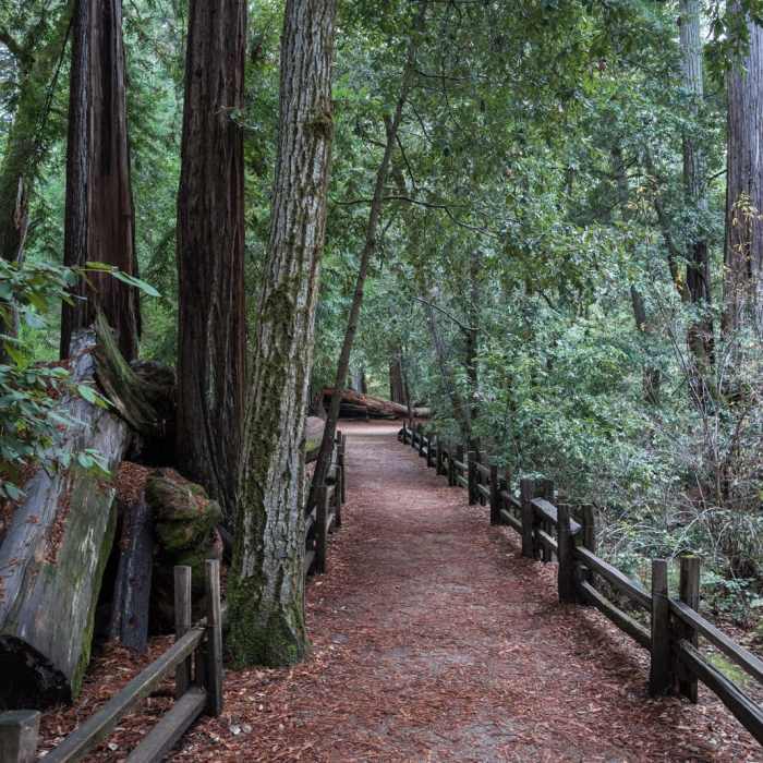 Near Redwood Hiking Trail