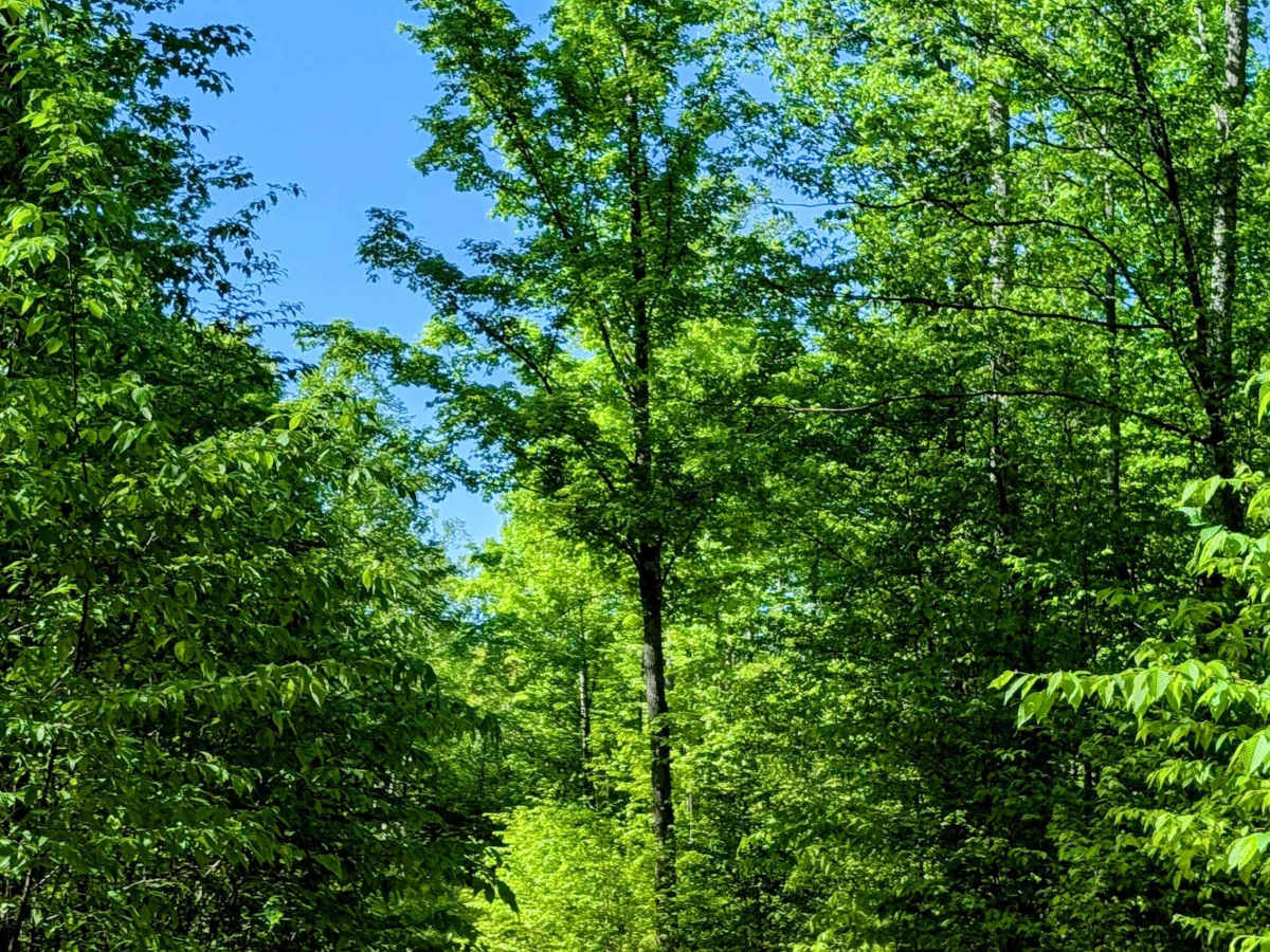 Mercum Road photo 4
