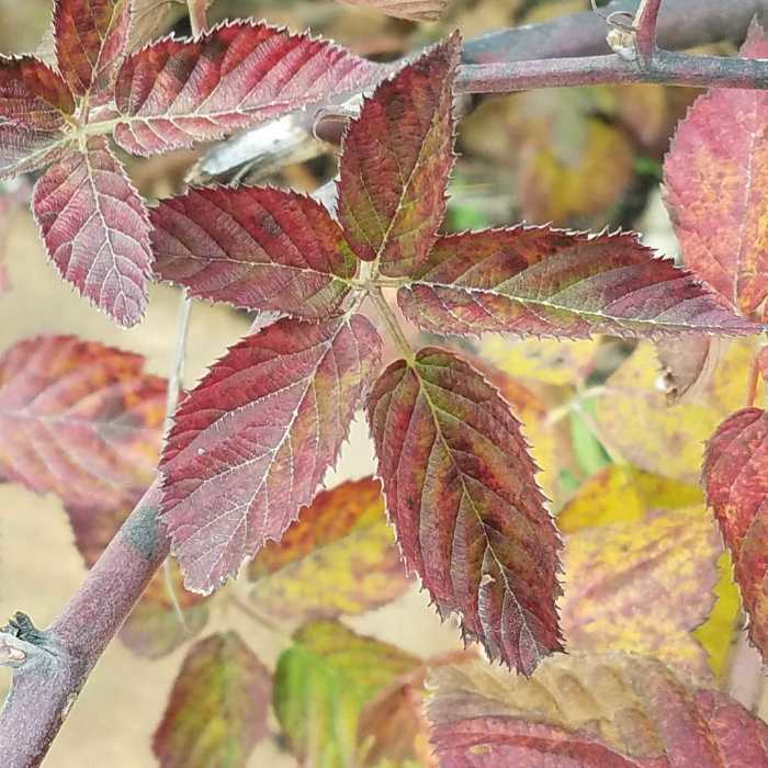 Autumn Color-Heartland Harvest Garden at Powell Gardens Near Powell Gardens