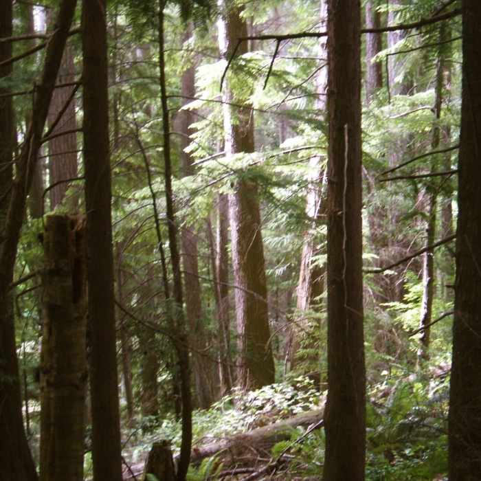 Near Lover's Lane Trail