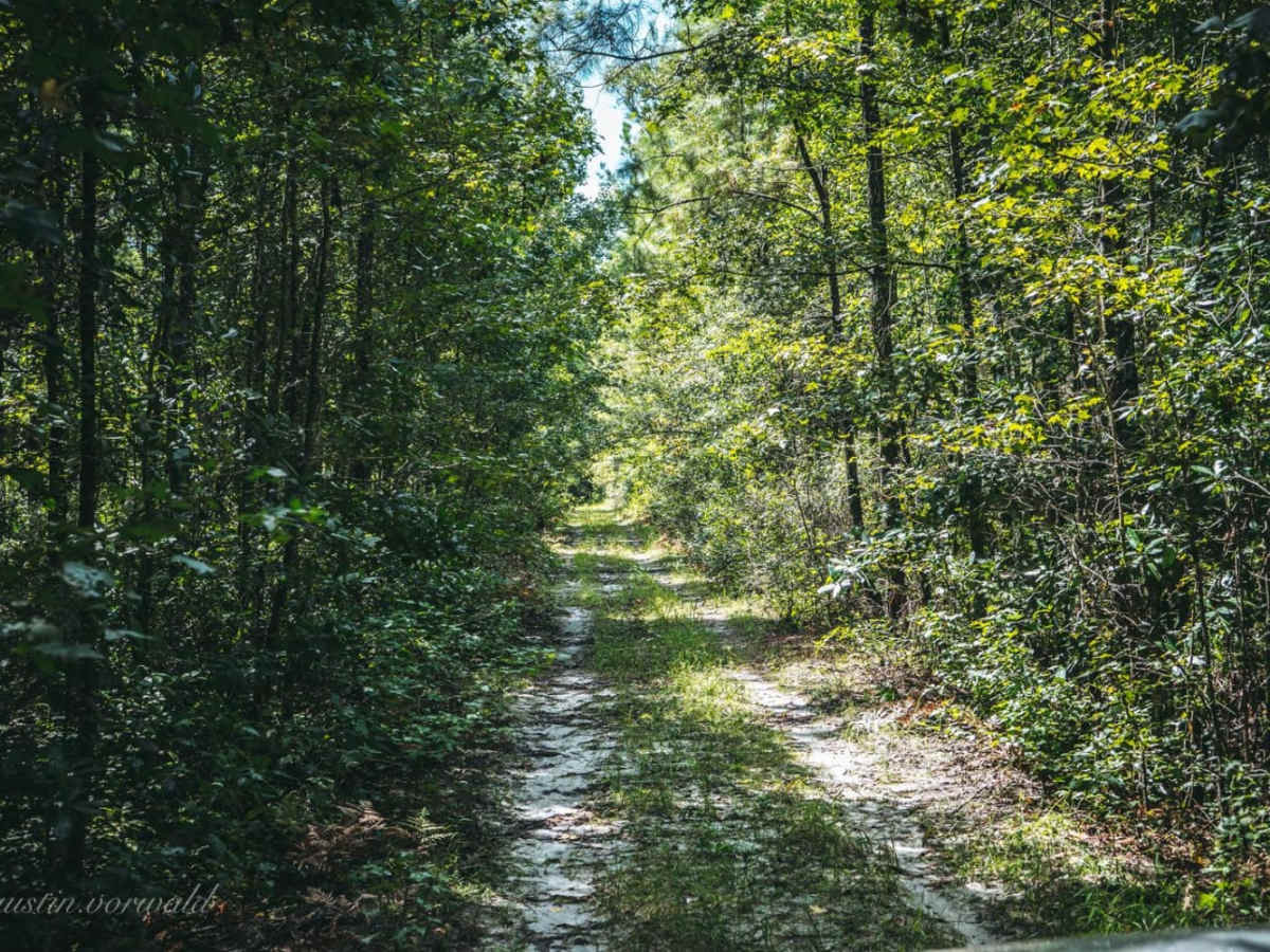 Catface Swamp Road - North trail photo