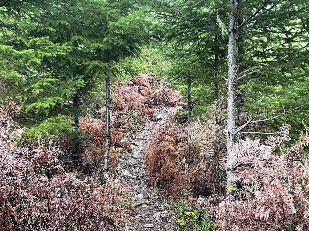 Moto trail photo