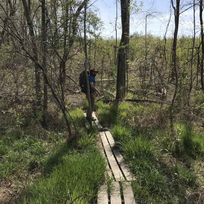 A hiker crosses the bog near Cub Lake. Near Red Leaves Loop