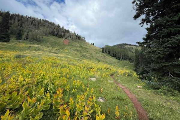 Johnny Bull - Trail 639 