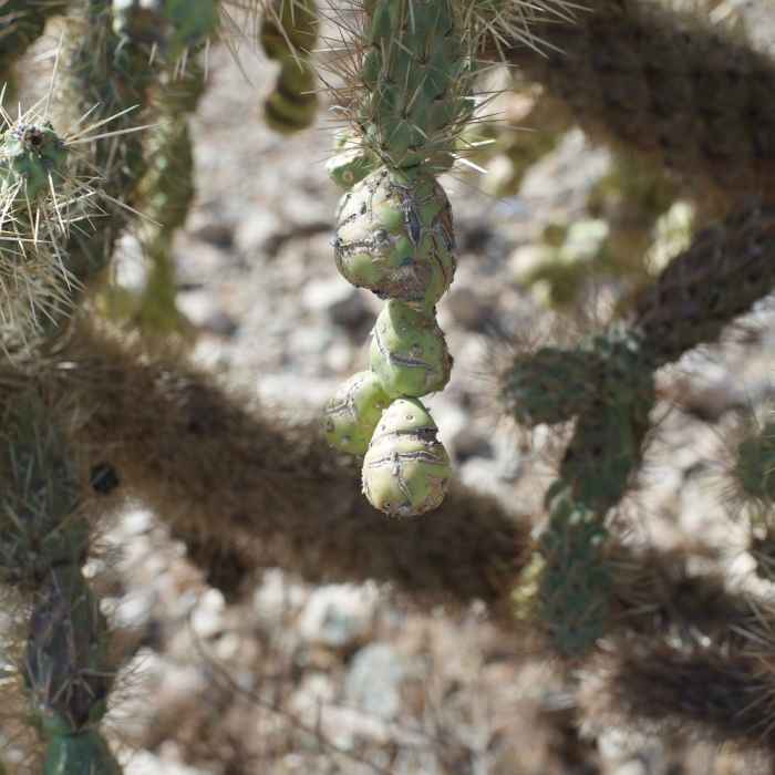 Chain fruit cholla next to the trail. The trail provides excellent examples of the variety of plant life you'll find in the Sonoran Desert. Near Campground Perimeter Trail
