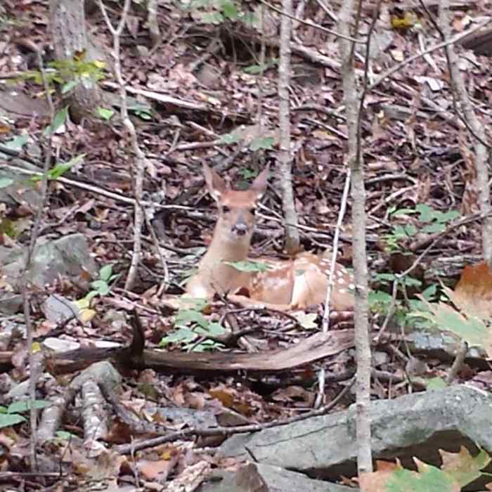 Near McKay Hollow Trail