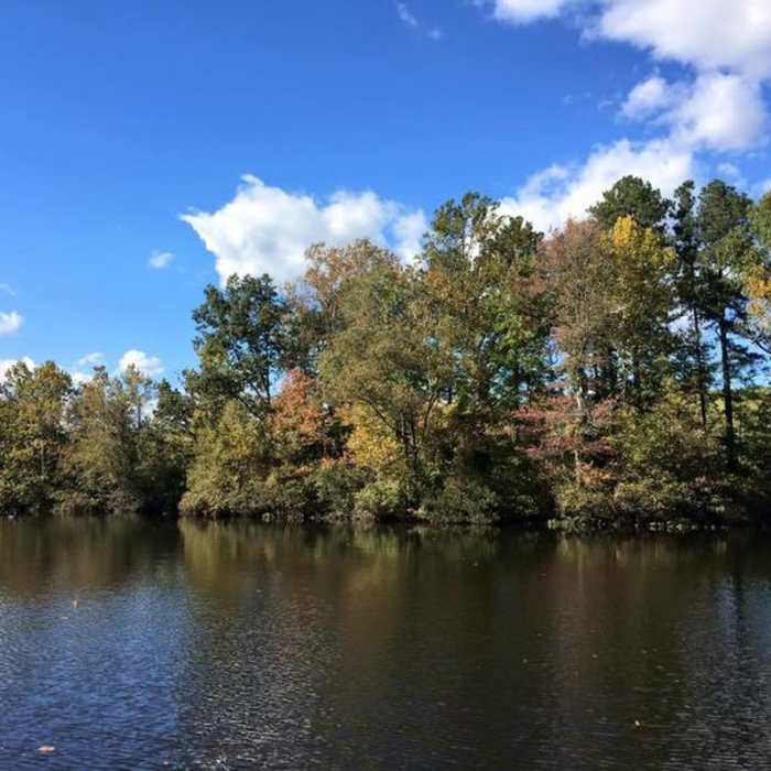 A deciduous treeline makes for a pretty sight from the fishing dock on the Red Blaze Trail. Near Dutch Gap Run