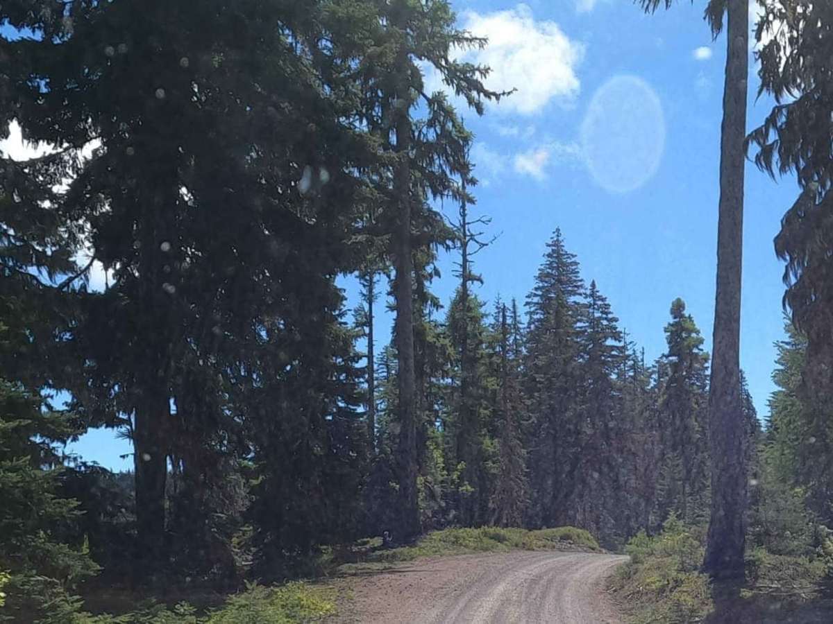 South Cle Elum Ridge - NF3350 photo 5