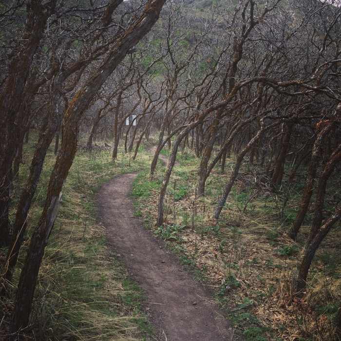 Fun winding path through the trees! Very easy hike with a 23 lb baby on my back! Near Little Valley Overlook