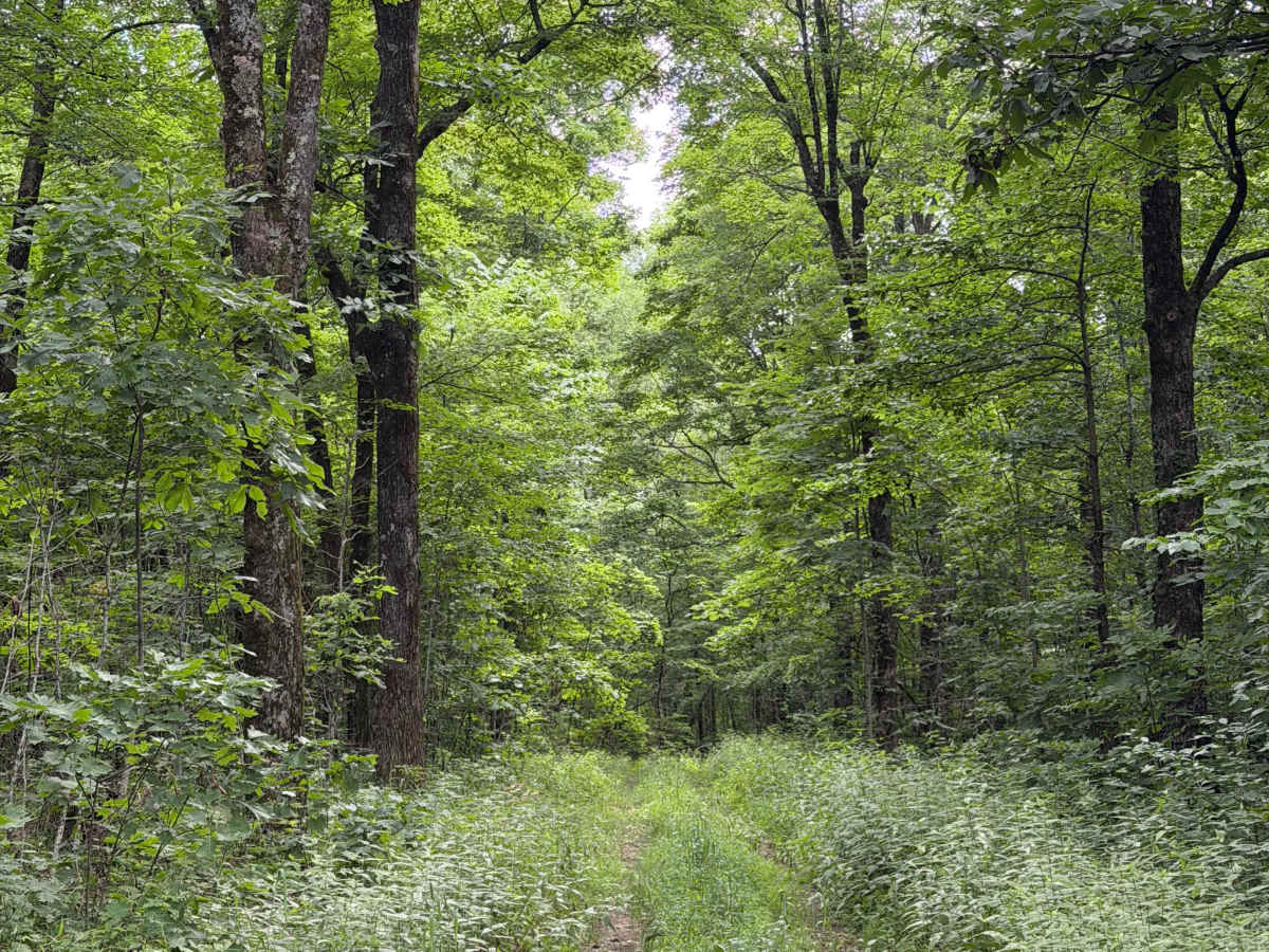 Ozark Beauty Trail photo 6