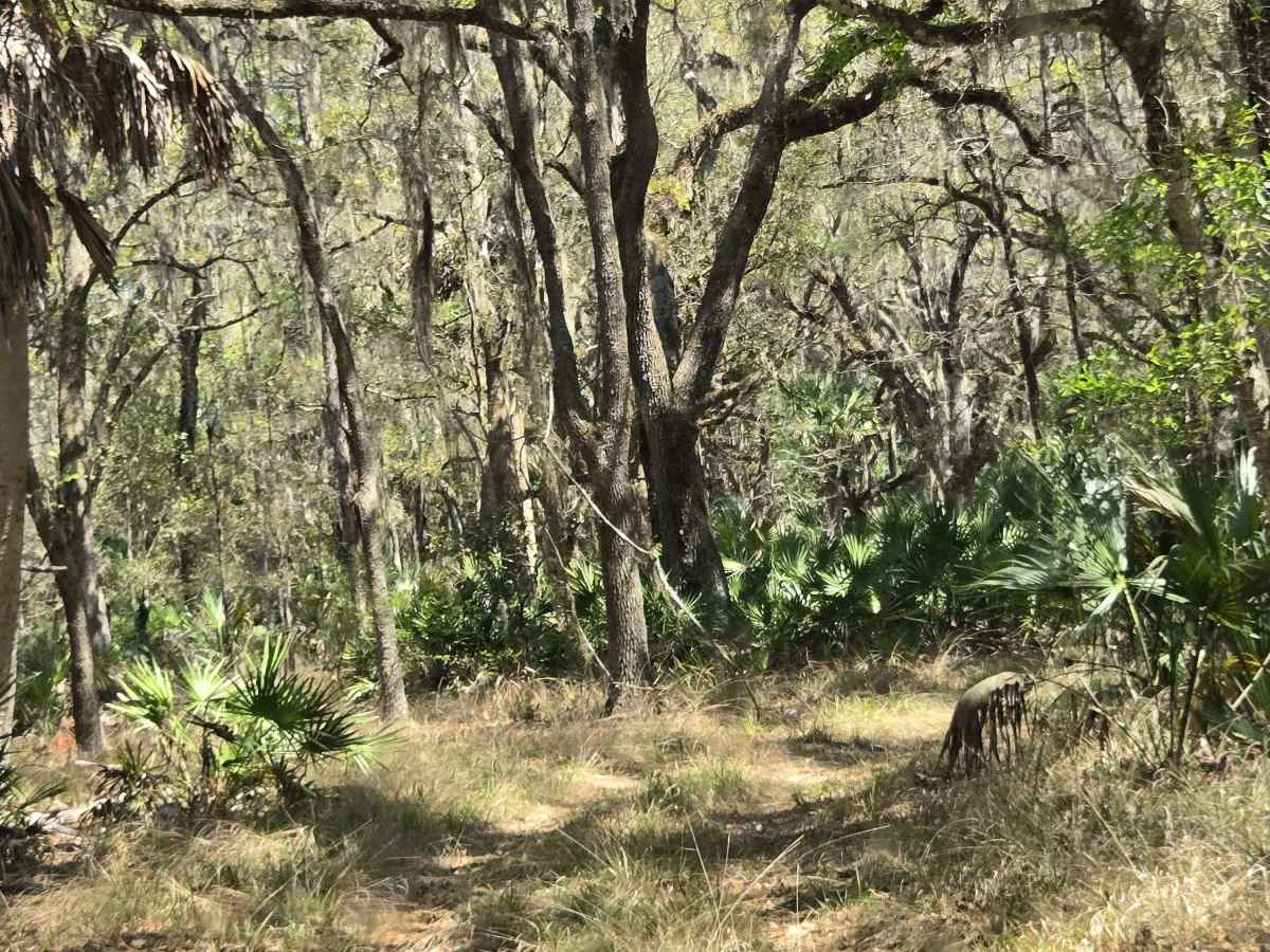 Lochloosa Swamp Trail photo 4
