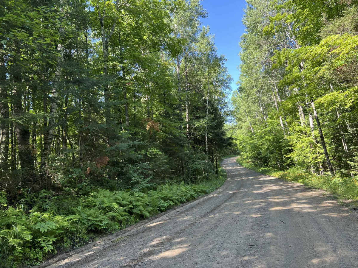 Morgan Lake Road - FS 2161 photo 4