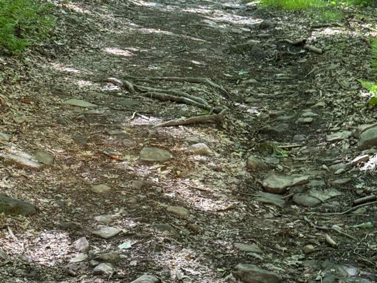 Lehigh Loop photo 6