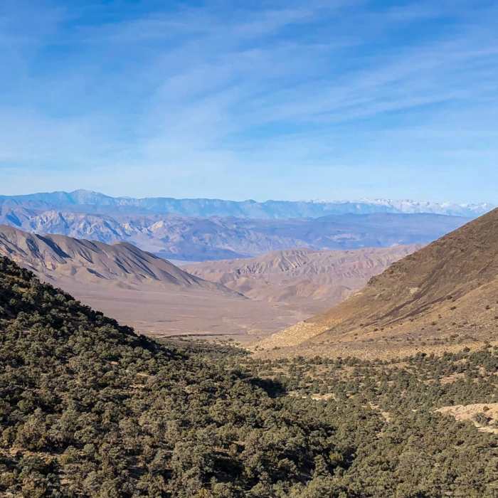 Near Wildrose Peak Trail