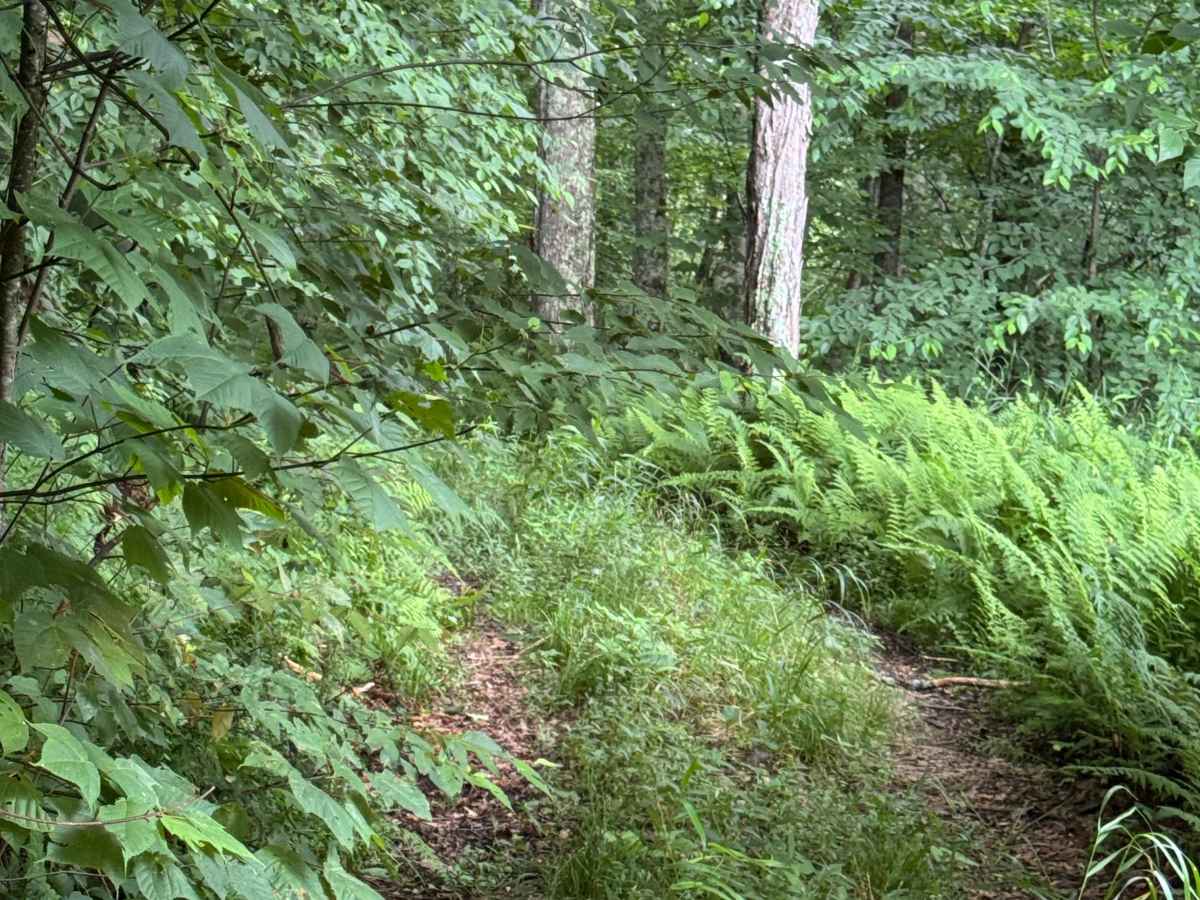 Trail 27 photo 6