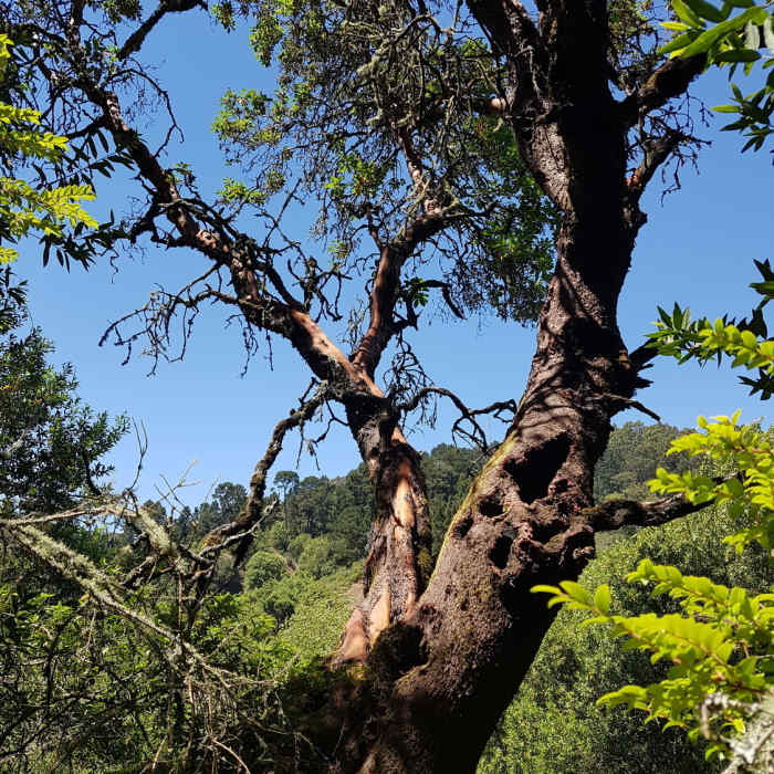 Near Huckleberry Path