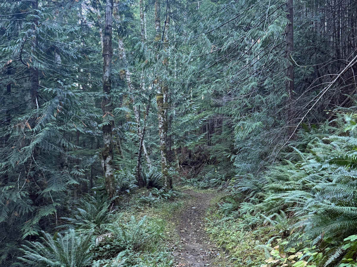 Upper Swanson trail photo