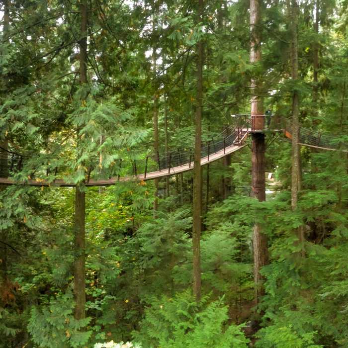Near Capilano Pacific Trail (South)