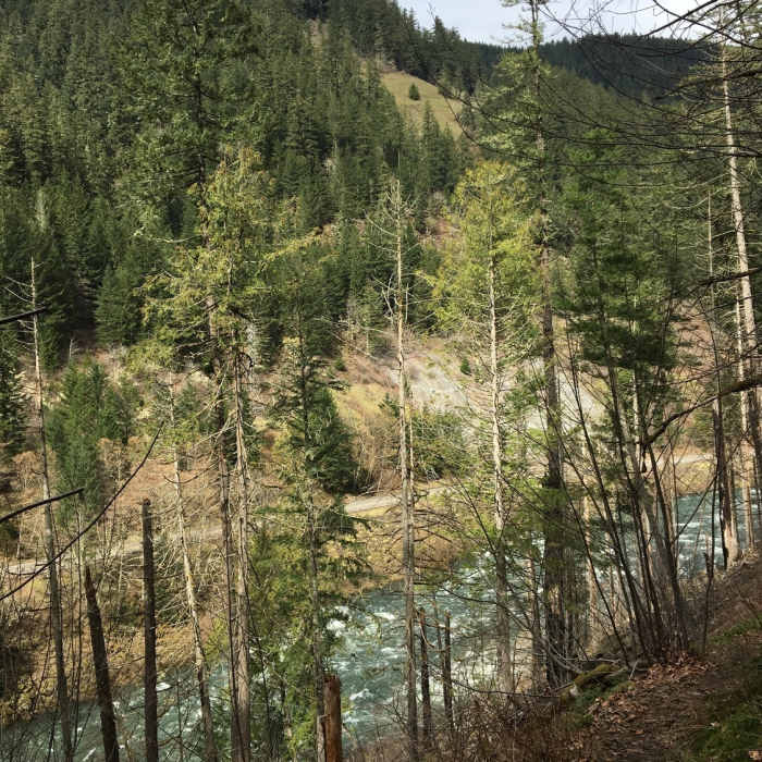 Looking down on the Clackamas from the trail, enjoy white water and verdant forests. Near Clackamas River Trail #715