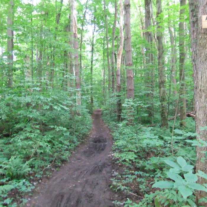 Start of the 5K singletrack; end of the 10k singletrack. Near Great Bear Short Loop