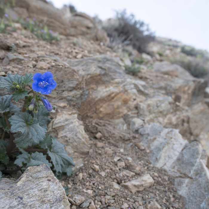Near Ryan Mountain Trail