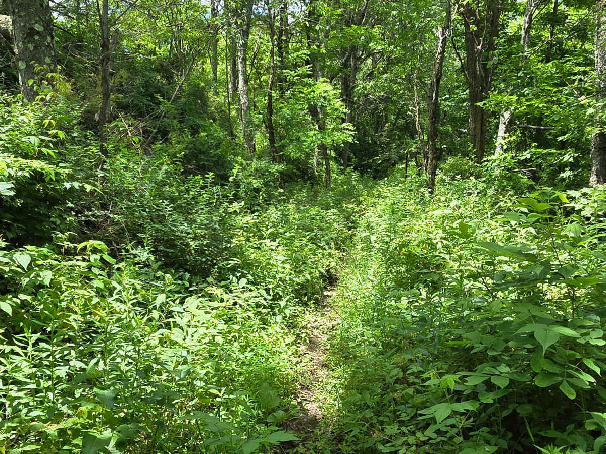 Single Track XX photo 5