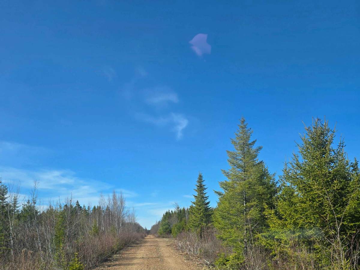 Tower Road to Hole #49 trail photo