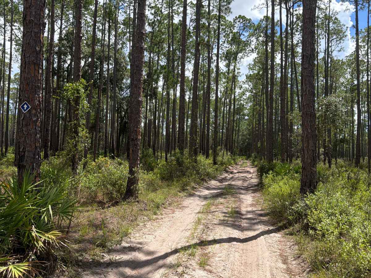 FS 263B trail photo