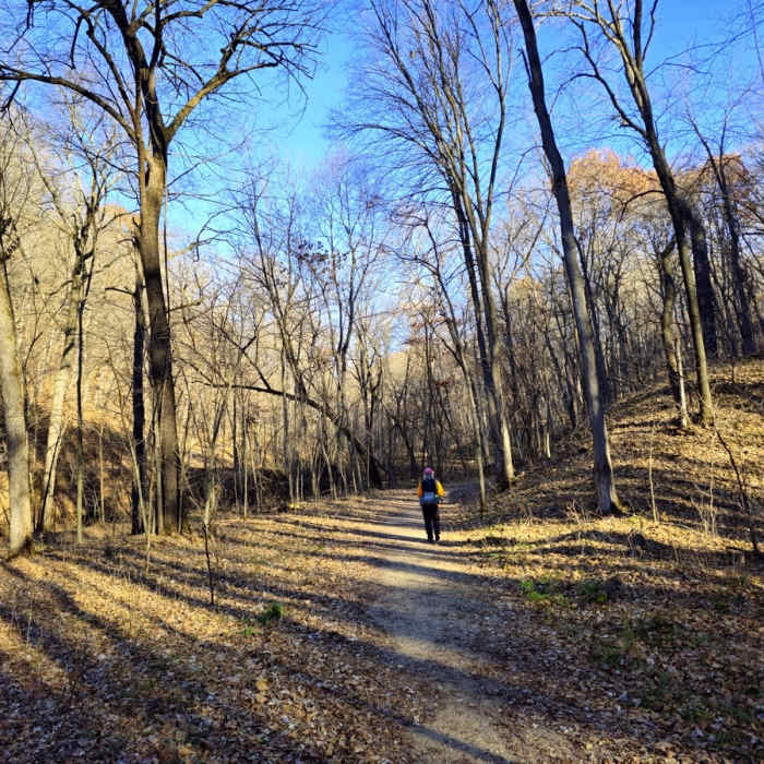 On Trail 2 in late Fall. Near Trail 11