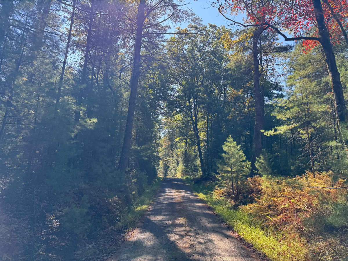 Lebanon Road photo 3