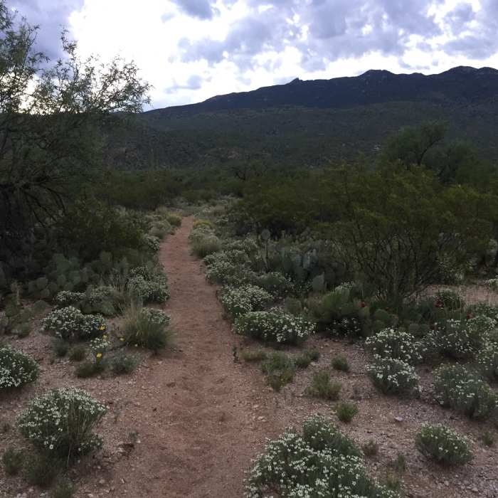 Near Bajada Vista Trail
