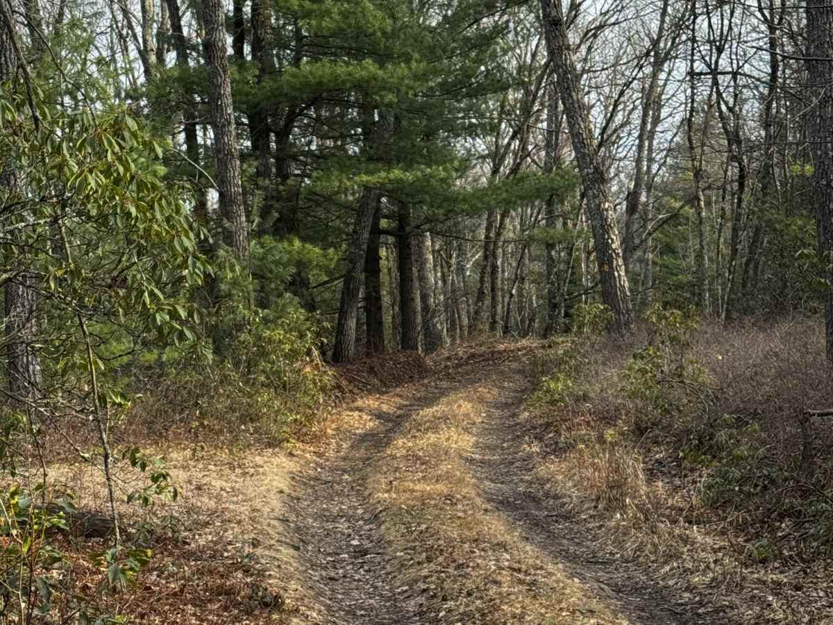 Remington Trail photo 5