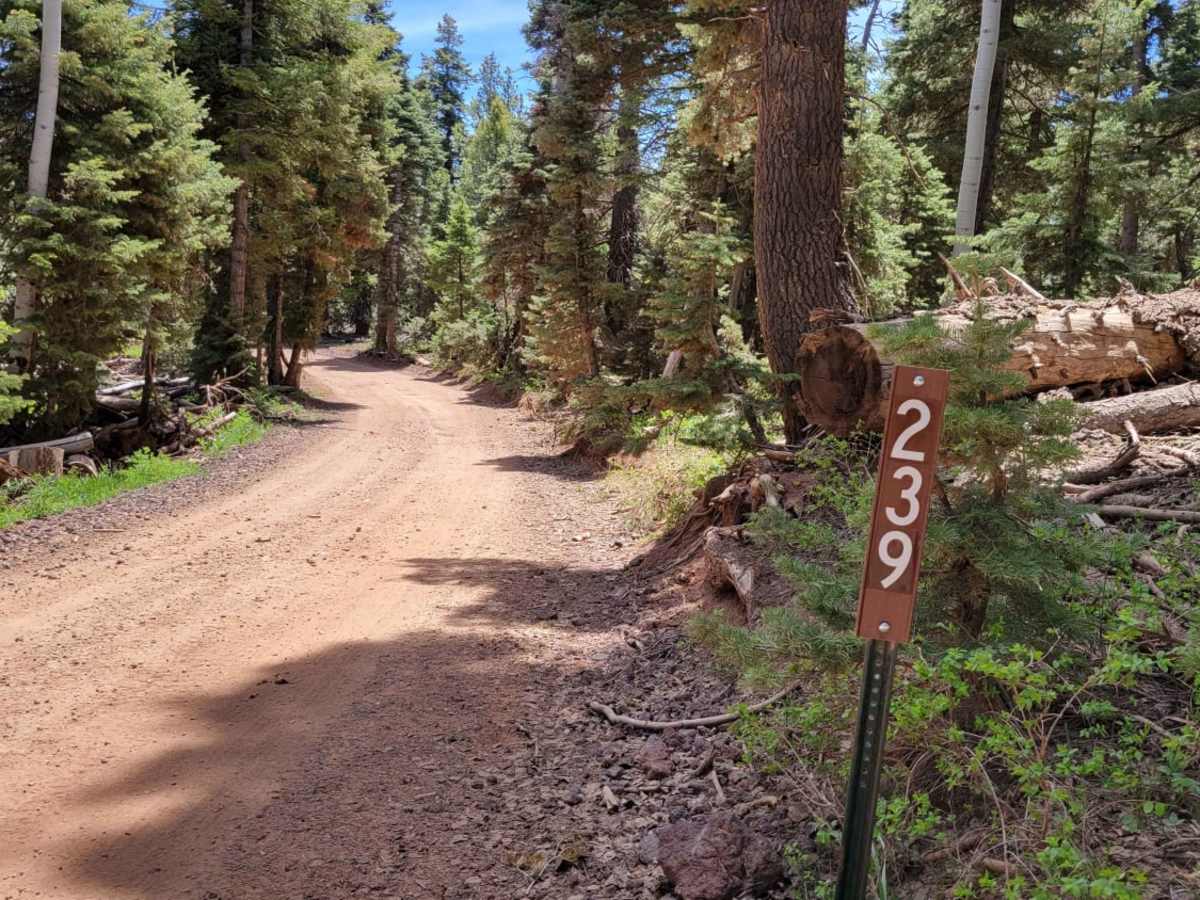 Harris Rim Loop Connector trail photo